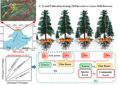 Allocation Strategies of Carbon, Nitrogen, and Phosphorus at Species and Community Levels With Recovery After Wildfire